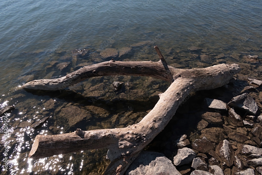 Ypsilon shaped tree trunk stuck on rocky bank of river as driftwood, sunbathing in spring daylight sunshine. Ypsilon shaped tree trunk stuck on rocky bank of river as driftwood, sunbathing in spring daylight sunshine.