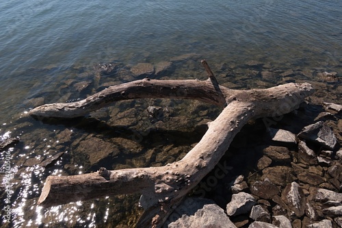 Ypsilon shaped tree trunk stuck on rocky bank of river as driftwood  sunbathing in spring daylight sunshine. 
