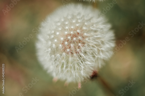 spring dandelion flowers on the street