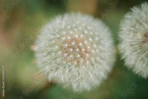 spring dandelion flowers on the street