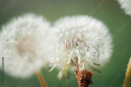 spring dandelion flowers on the street