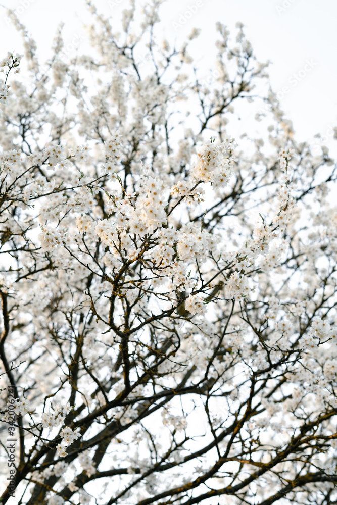 on the crown of the plum tree, there are many white, delicate flowers that bloomed in early spring.in the rays of the setting sun. seasonal trend.natural concept. in botanical garden on the crown of the plum tree, there are many white, delicate flowers that bloomed in early spring.in the rays of the setting sun. seasonal trend.natural concept. in botanical garden