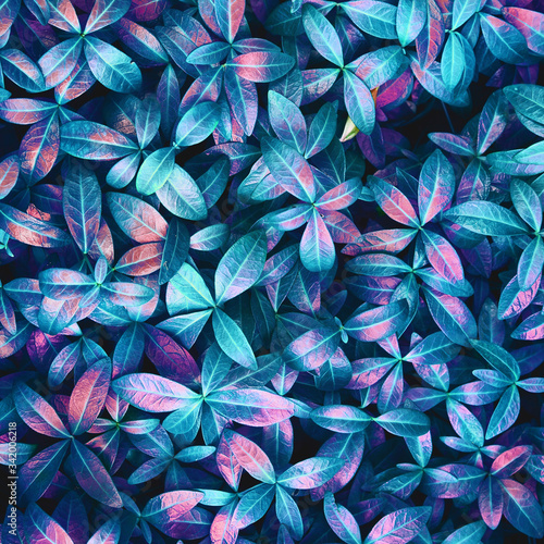 Creative layout made of blue nature leaves. Flat lay. Leaves texture background, blue and pink purple tone. #342006218