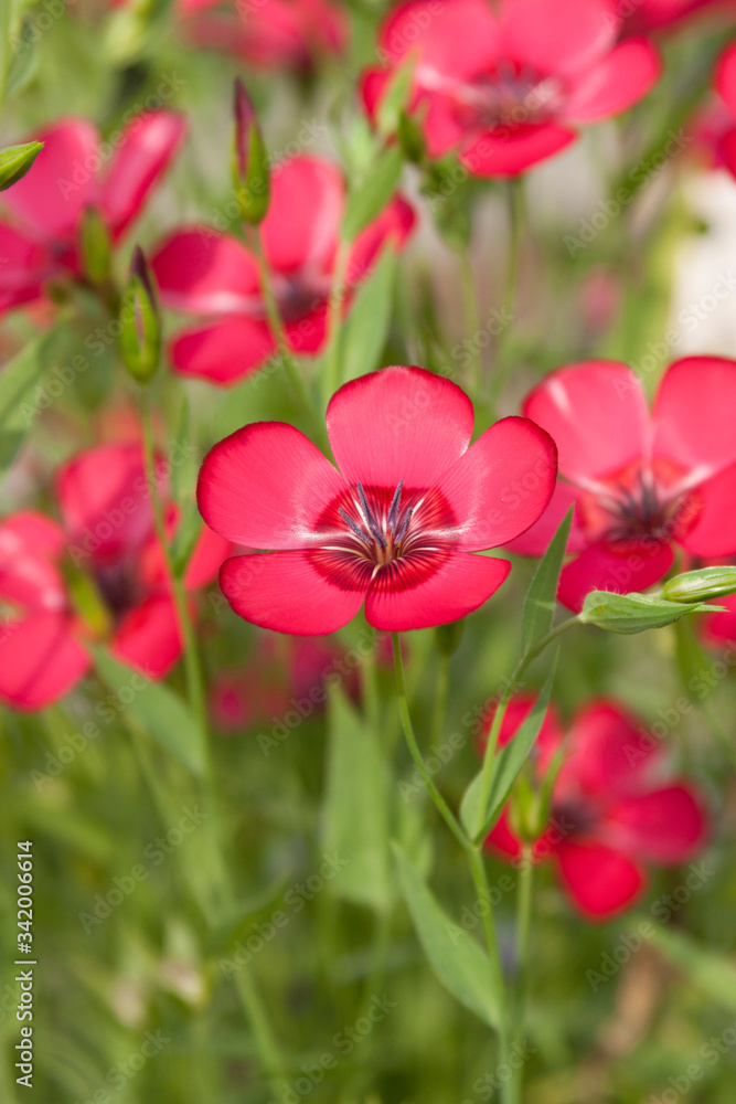 Floral background from bright flowers of red flax