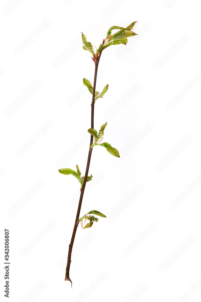 Plant branch with buds and small leaves isolated on white background Plant branch with buds and small leaves isolated on white background