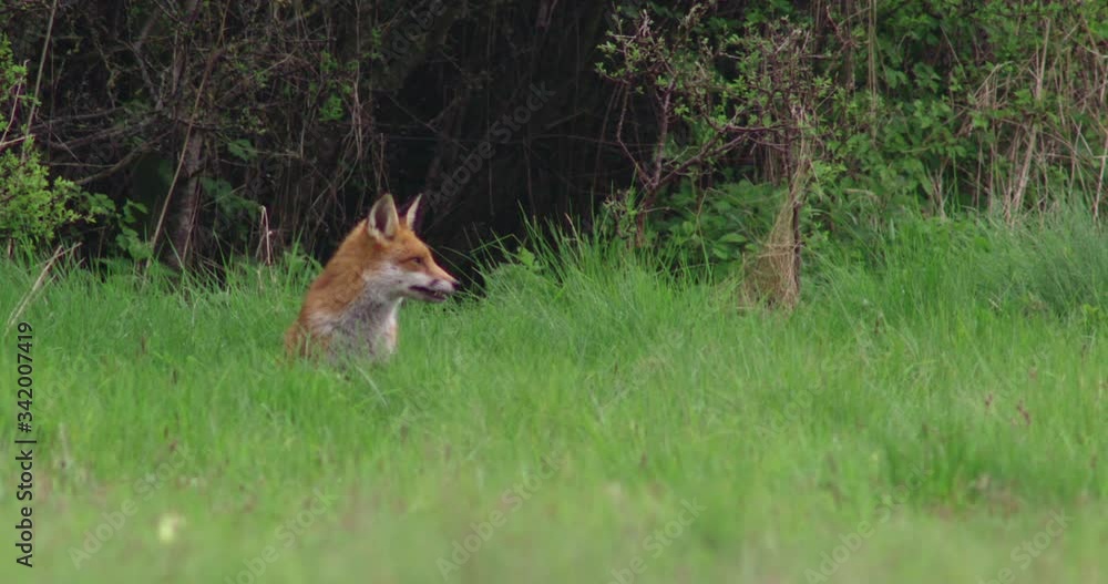 Red fox (Vulpes vulpes) sitting in grassy field, Gloucestershire, UK Red fox (Vulpes vulpes) sitting in grassy field, Gloucestershire, UK