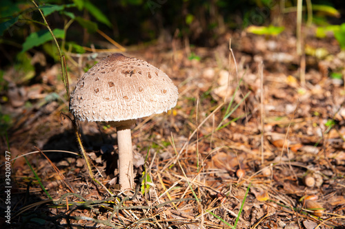 Closeup of a mushroom in the forest