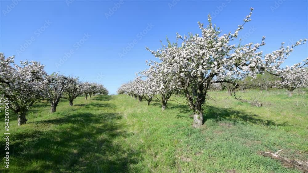 Spring apple orchard trees during sunny day Spring apple orchard trees during sunny day