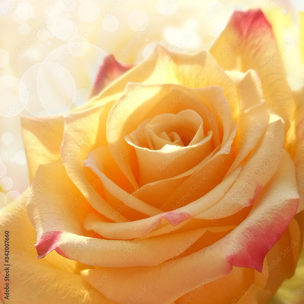 closeup of yellow rose flower closeup of yellow rose flower