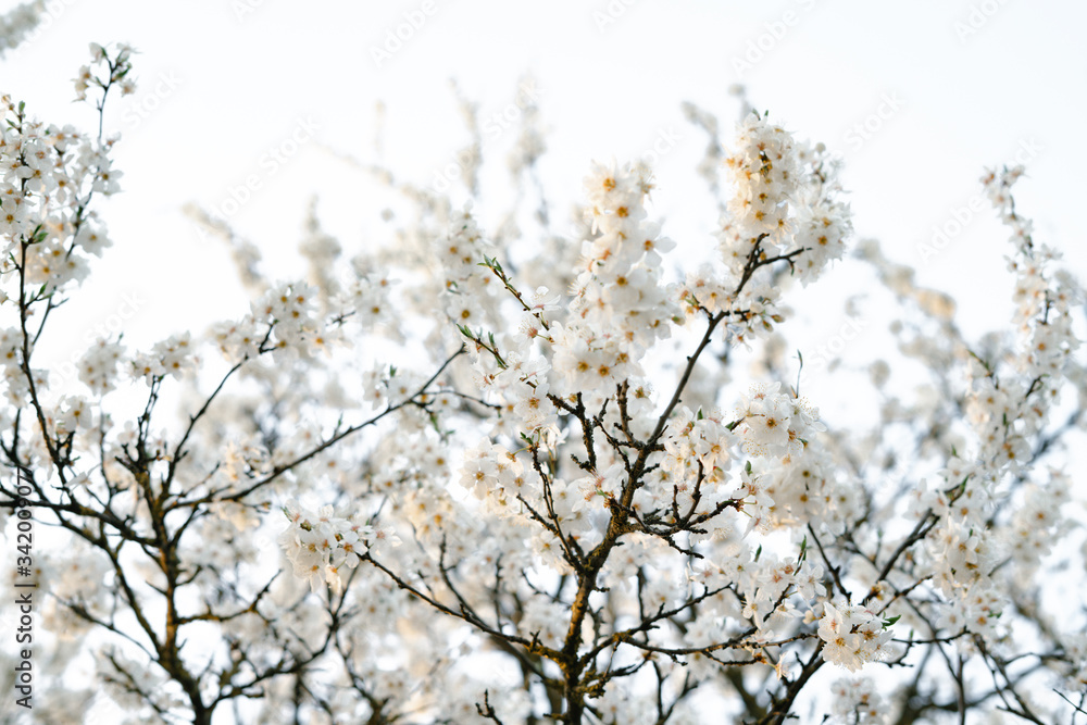 on the crown of the plum tree, there are many white, delicate flowers that bloomed in early spring.in the rays of the setting sun. seasonal trend.natural concept. in botanical garden on the crown of the plum tree, there are many white, delicate flowers that bloomed in early spring.in the rays of the setting sun. seasonal trend.natural concept. in botanical garden