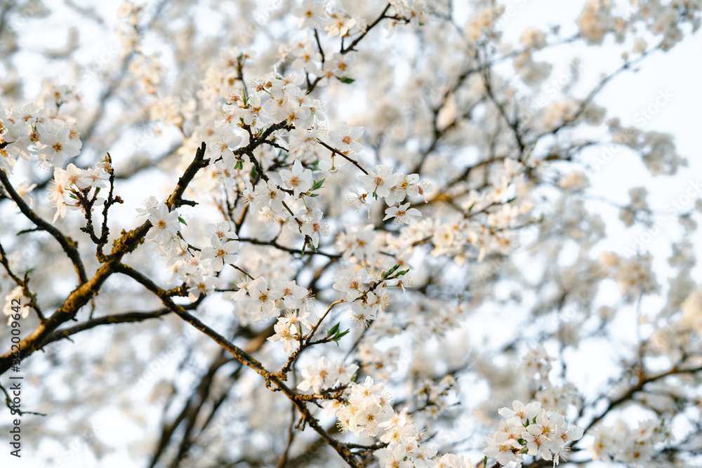 on the crown of the plum tree, there are many white, delicate flowers that bloomed in early spring.in the rays of the setting sun. seasonal trend.natural concept. in botanical garden on the crown of the plum tree, there are many white, delicate flowers that bloomed in early spring.in the rays of the setting sun. seasonal trend.natural concept. in botanical garden