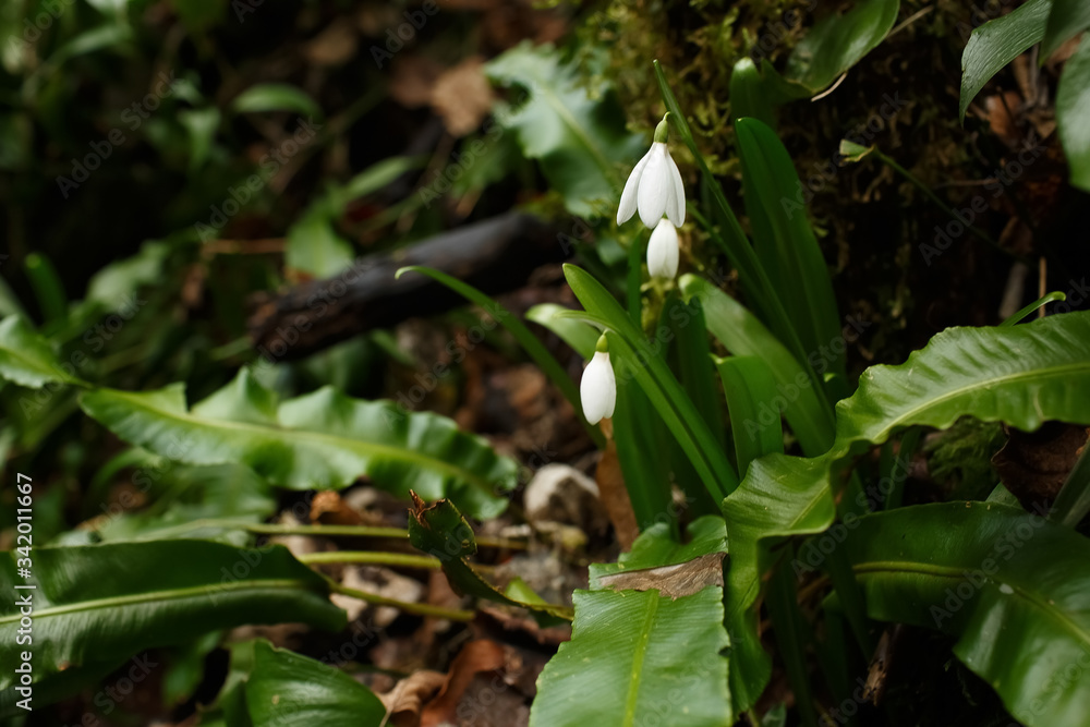 snowdrops snowdrops