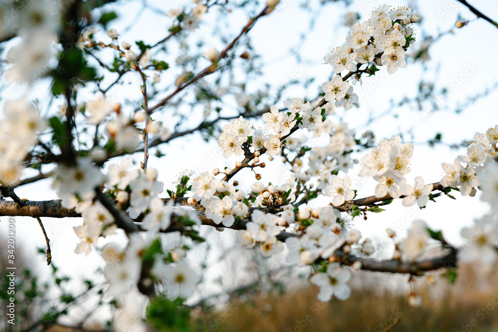 with a lot of white,delicate cherry blossom flowers. branches of a blooming plum tree on background of green grass in light of setting sun. huge blooming tree. seasonal trend.natural concept. with a lot of white,delicate cherry blossom flowers. branches of a blooming plum tree on background of green grass in light of setting sun. huge blooming tree. seasonal trend.natural concept.