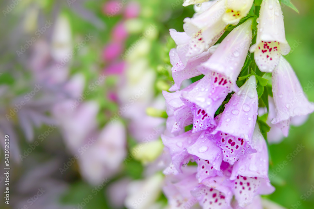 ピンクのベルのような花 ジギタリス Stock Photo Adobe Stock