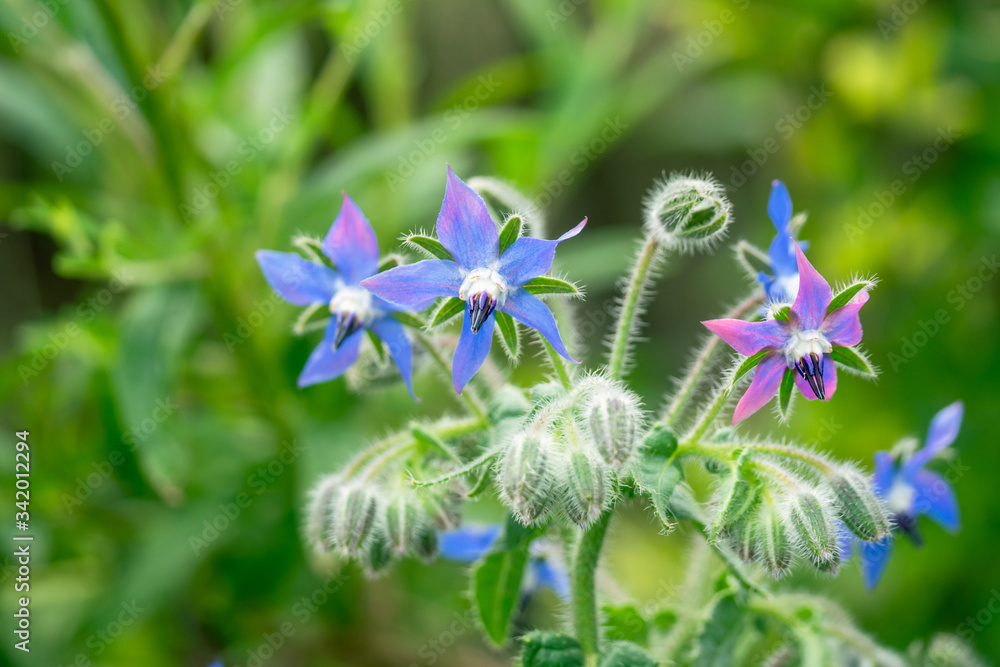 酸性 アルカリ性で色の変わるボリジの花 Stock Photo Adobe Stock