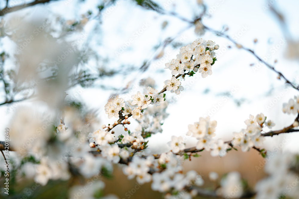with a lot of white,delicate cherry blossom flowers. branches of a blooming plum tree on background of green grass in light of setting sun. huge blooming tree. seasonal trend.natural concept. with a lot of white,delicate cherry blossom flowers. branches of a blooming plum tree on background of green grass in light of setting sun. huge blooming tree. seasonal trend.natural concept.
