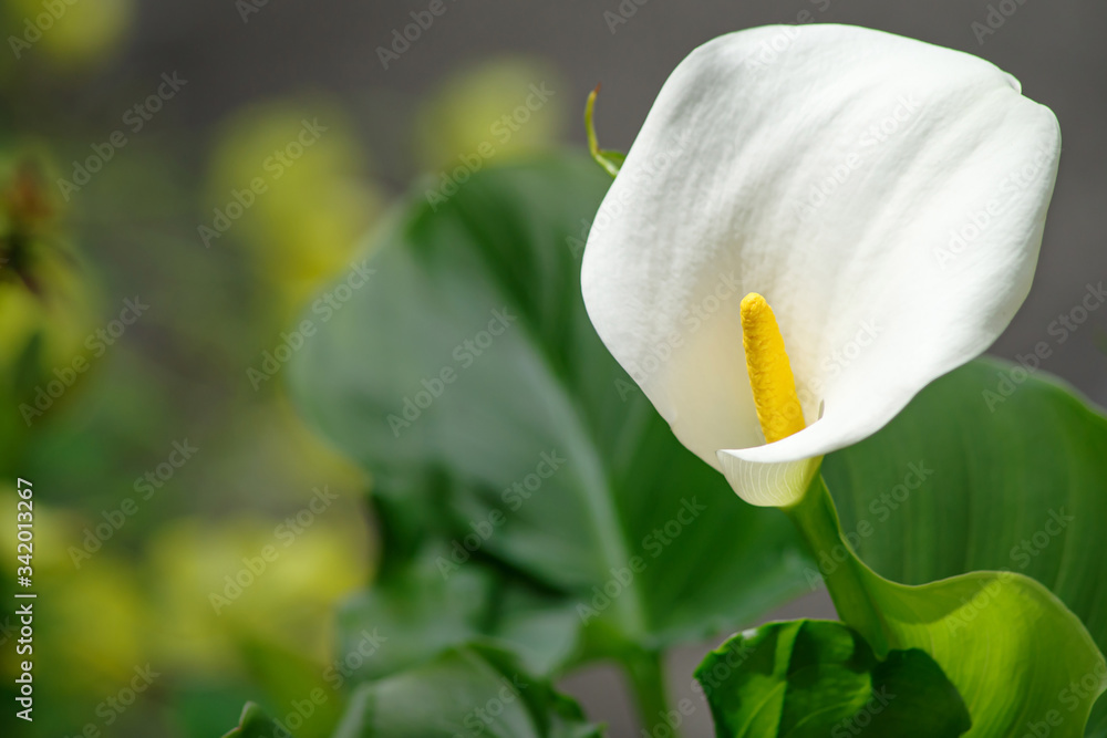 Fototapeta premium カラーという名前の花