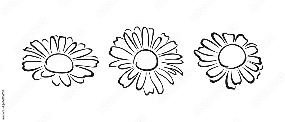Daisy flowers set. Black and white silhouette, outline. Vector cartoon illustration of chamomile. Floral icon. Daisy flowers set. Black and white silhouette, outline. Vector cartoon illustration of chamomile. Floral icon.