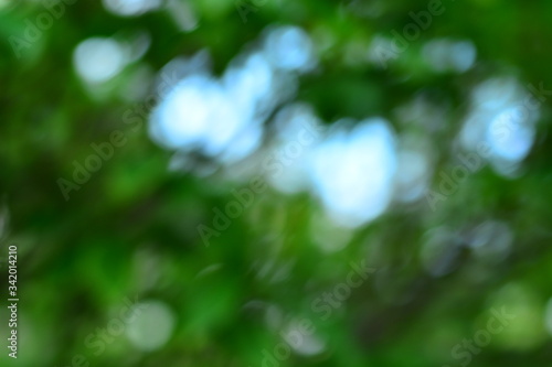 Blurry photo of green trees for background