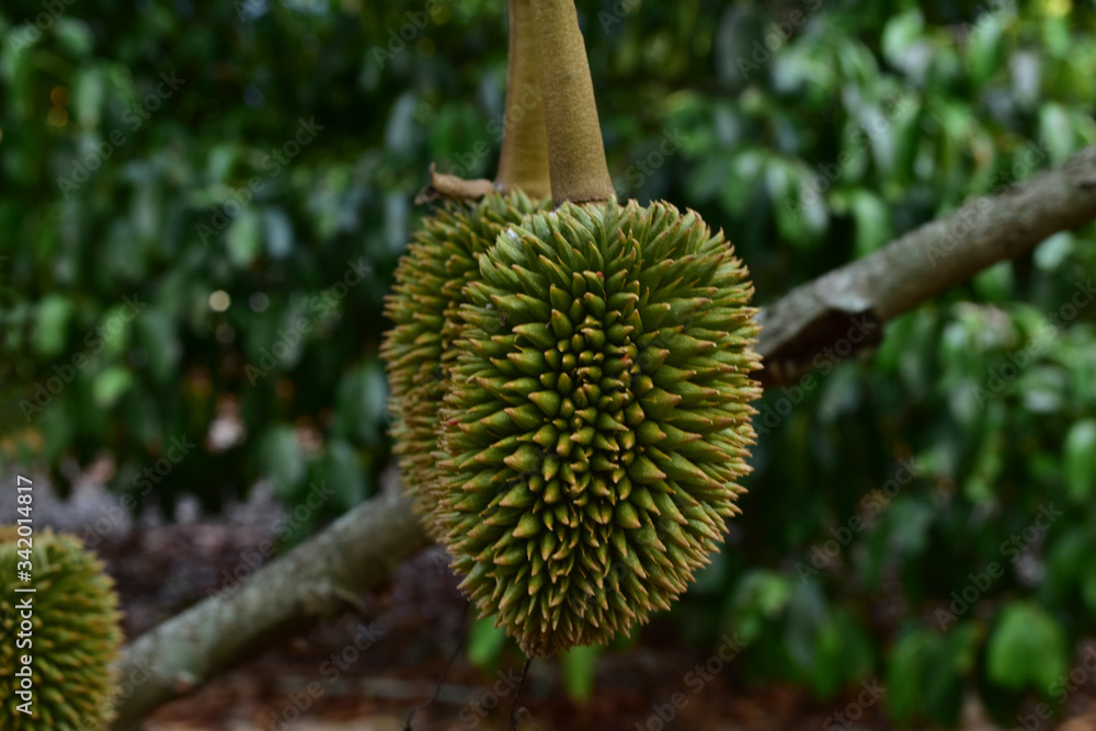 Durian screw
On the tree is a delicious fruit. Durian screw
On the tree is a delicious fruit.