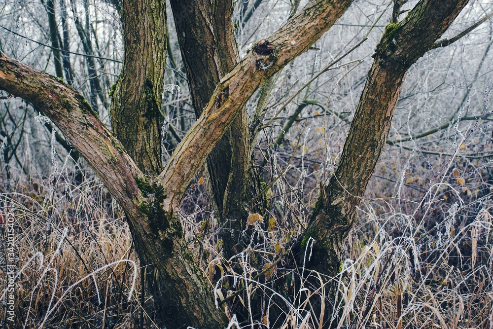 Isolated tree in autumn fog and grass covered with hoarfrost