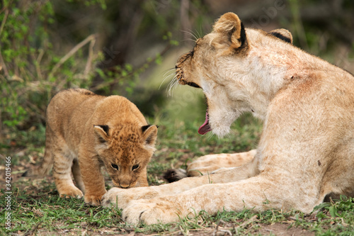 Lioness cub licking her mothers feet, Masai Mara