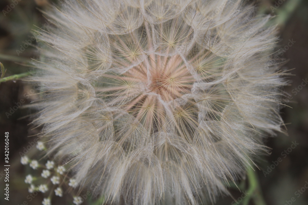 Obraz premium DANDELION CLOSE UP MACRO PHOTO