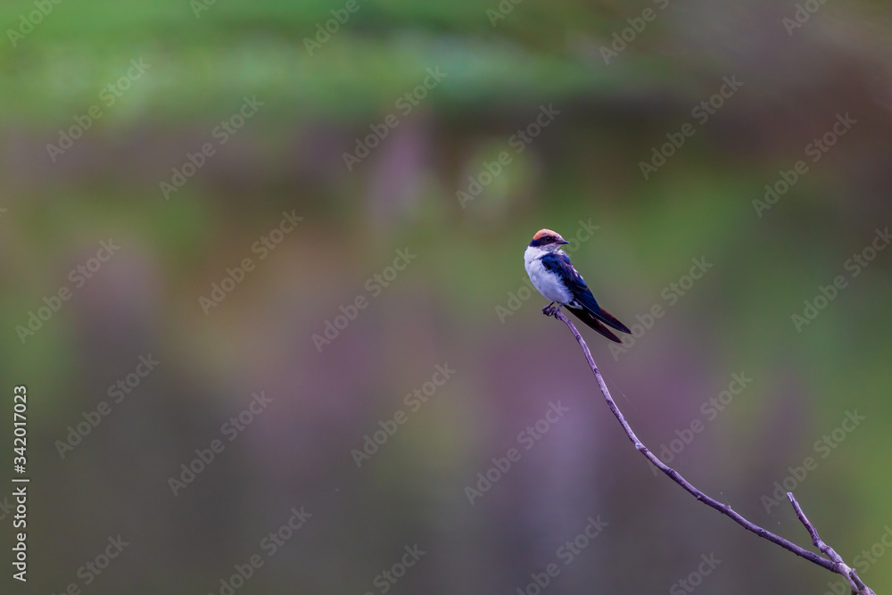 Obraz premium Wire Tailed Swallow perched on a trig.