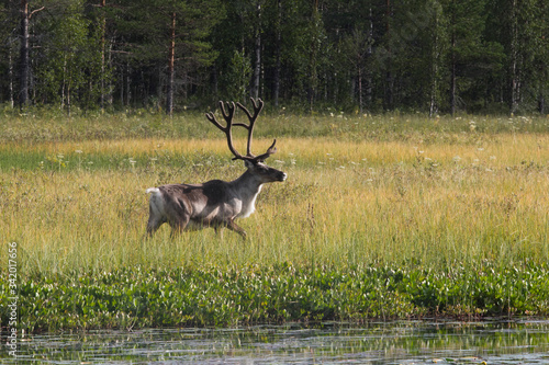 Fototapeta Naklejka Na Ścianę i Meble -  Deer