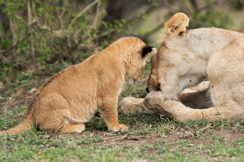 Lioness cleaning her paws and her cub is watching the act, Masai Mara Lioness cleaning her paws and her cub is watching the act, Masai Mara
