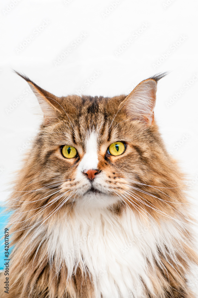 Maine Coon mâle adulte de face