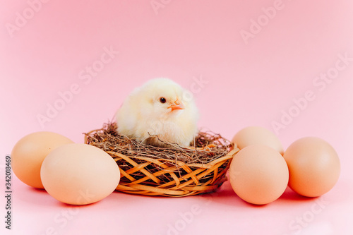 Yellow cute small chick sitting in nest near eggs on pink background. Concept of easter postcard. Organic meat and egg on farm.