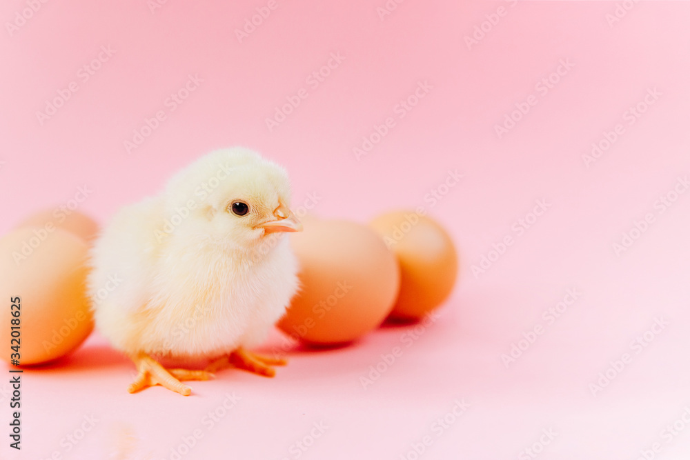 Yellow cute small chick sitting in nest near eggs on pink background. Concept of easter postcard. Organic meat and egg on farm.
