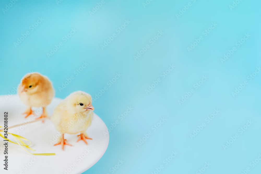 Yellow small cute three chicks near yellow easter egg on blue background. Concept of easter. Postcard with greetings.