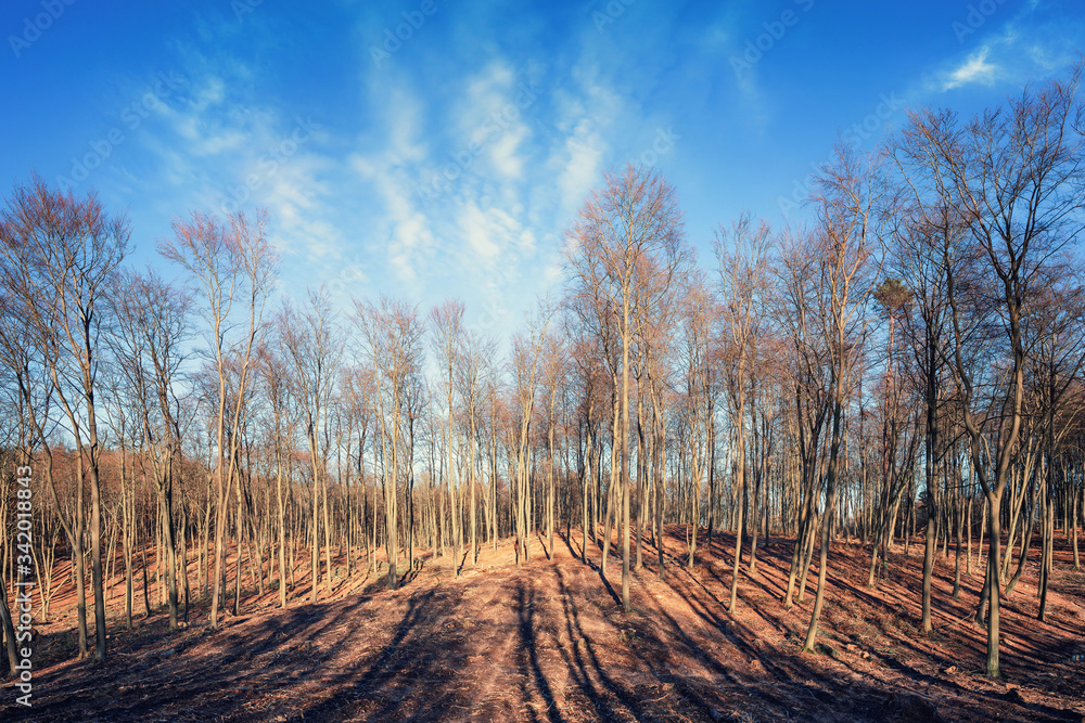 Panoramic view of the beech forest. Forest felling. Panoramic view of the beech forest. Forest felling.