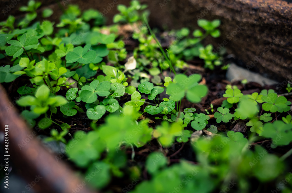 green plant growing in a garden green plant growing in a garden
