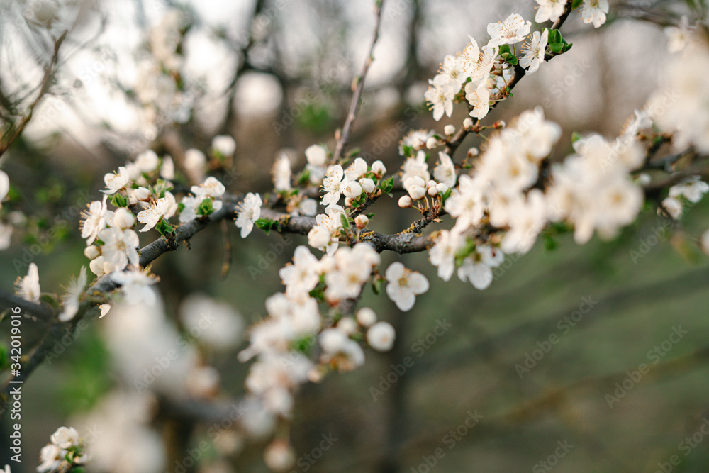 with a lot of white,delicate cherry blossom flowers. branches of a blooming plum tree on background of green grass in light of setting sun. huge blooming tree. seasonal trend.natural concept. with a lot of white,delicate cherry blossom flowers. branches of a blooming plum tree on background of green grass in light of setting sun. huge blooming tree. seasonal trend.natural concept.