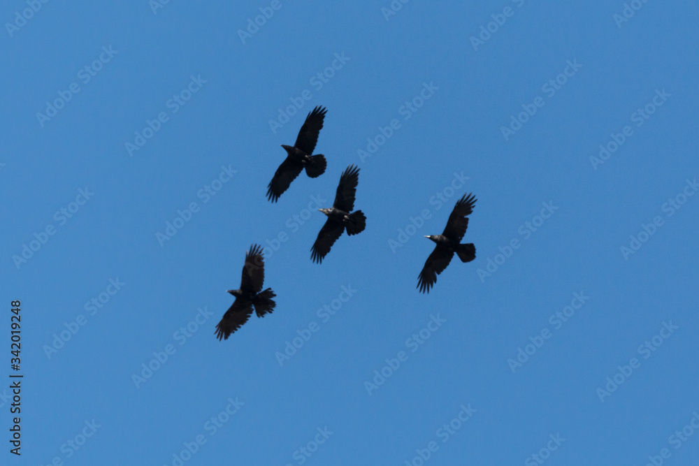 group of four black northern ravens in flight in blue sky with spread wings group of four black northern ravens in flight in blue sky with spread wings