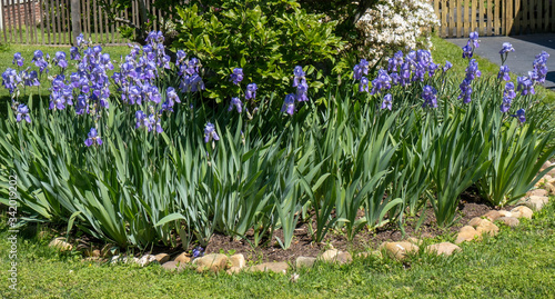Tablou pe pânză Spring irises planted in front lawn.