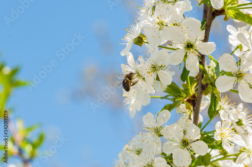 A bee collects nectar on flowers.Insect in nature