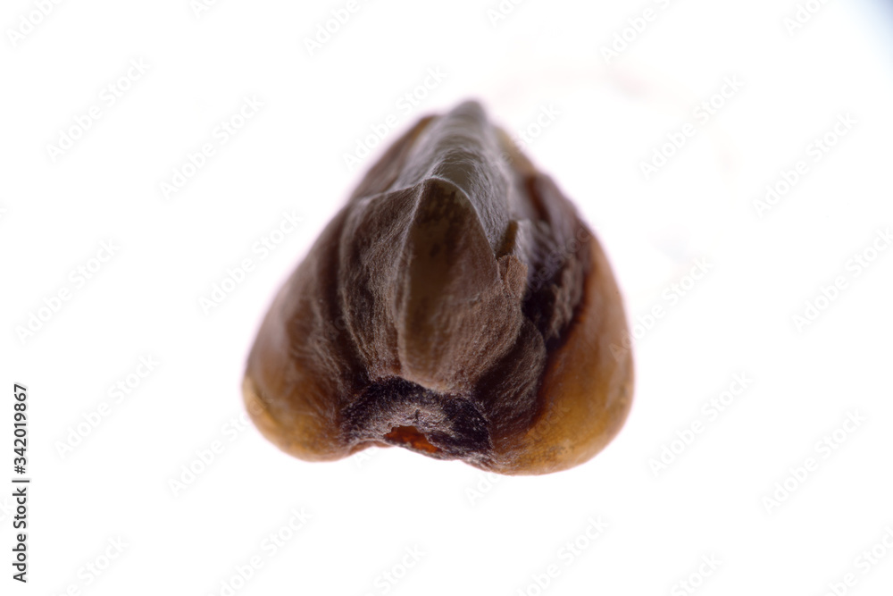 Buckwheat grain isolated on a white background Buckwheat grain isolated on a white background