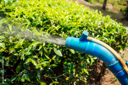 Farmer spraying bush with manual pesticide sprayer against insects on tea trees in India Kerala Munnar plantations