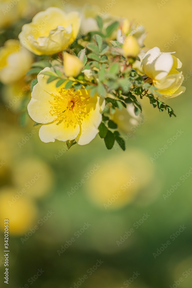 Chinesische Goldrose (Wildrose) - gelbe Blüten an einem Strauch