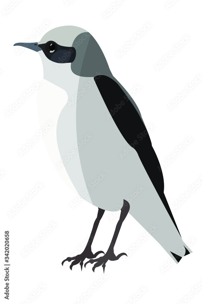Naklejka premium The northern wheatear (lat. Oenanthe oenanthe) bird male, vector stock illustration