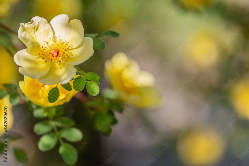 Chinesische Goldrose (Wildrose) - gelbe Blüten an einem Strauch Chinesische Goldrose (Wildrose) - gelbe Blüten an einem Strauch