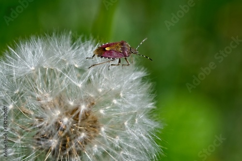 Sloe bug on a dandelions