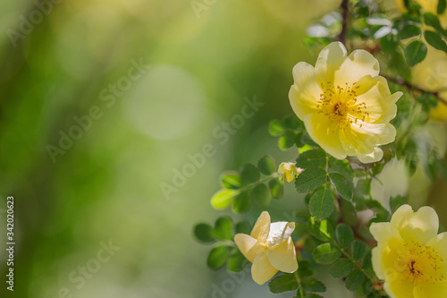 Chinesische Goldrose (Wildrose) - gelbe Blüten an einem Strauch photo