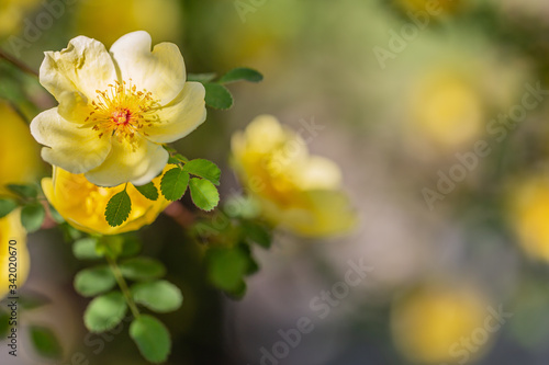 Chinesische Goldrose (Wildrose) - gelbe Blüten an einem Strauch