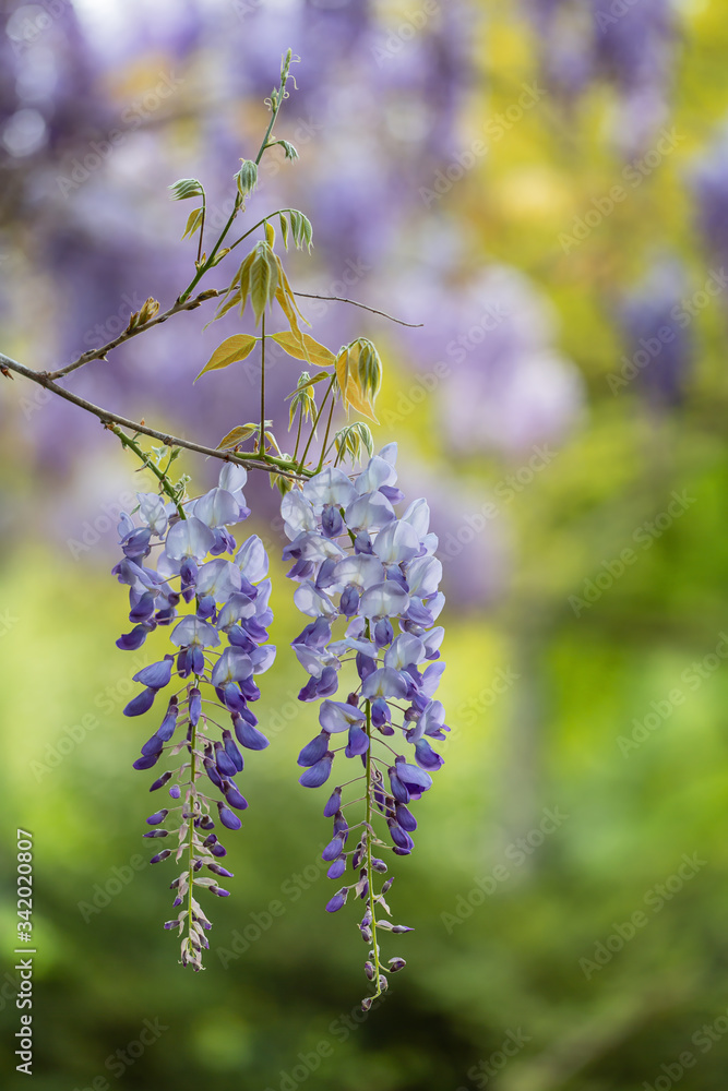 Hängende Blütentrauben der Wisteria (Blauregen) im Frühling