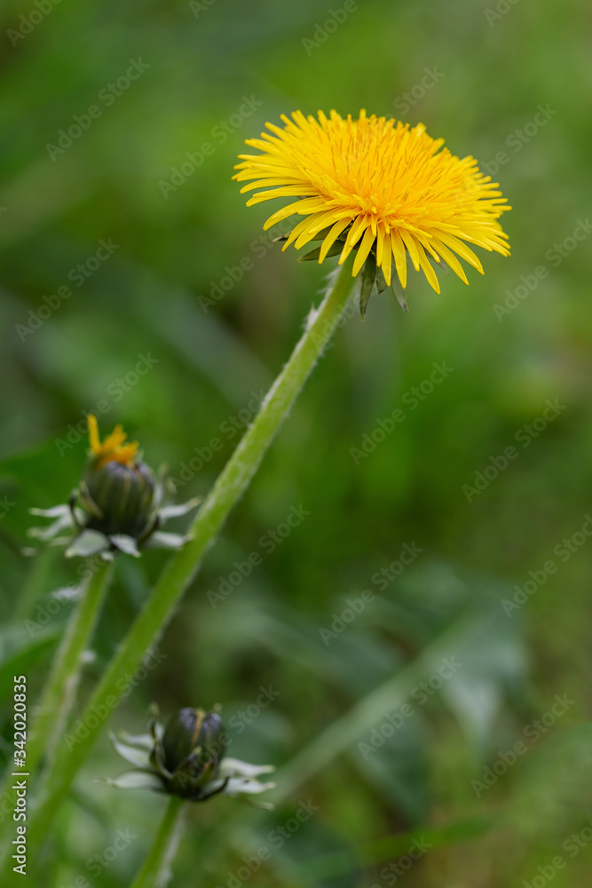 Löwenzahn auf einer Wiese im Frühling